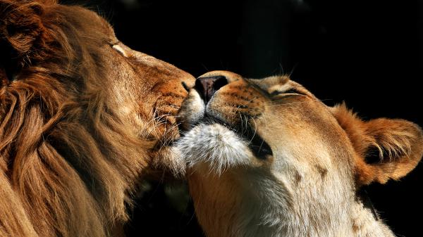 Free couple lion wildlife predator 4k hd lion wallpaper download