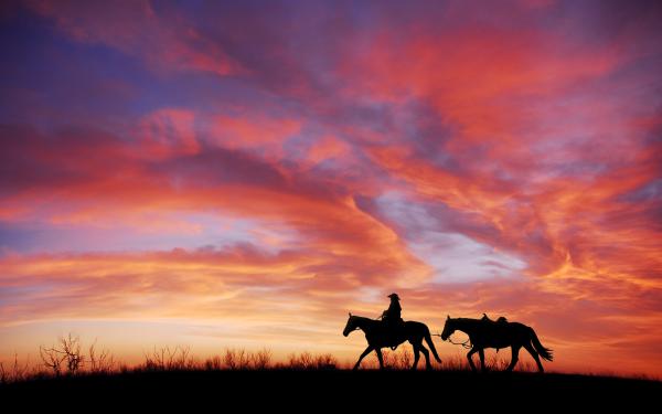 Free cowboy horses 4k wallpaper download