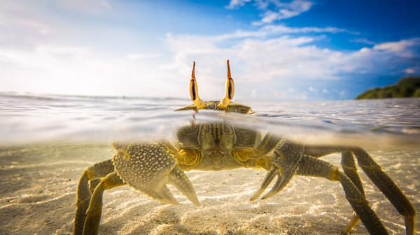 Free crab in clear water hd animals wallpaper download