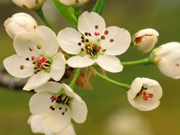 Free crabapple blossoms in spring wallpaper download