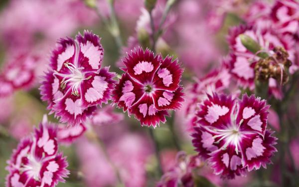 Free cranberry ice dianthus wallpaper download