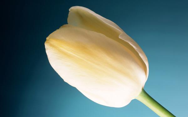 Free cream tulip wide wallpaper download