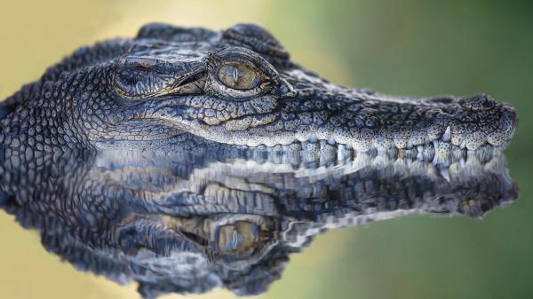 Free crocodile in water hd animals wallpaper download