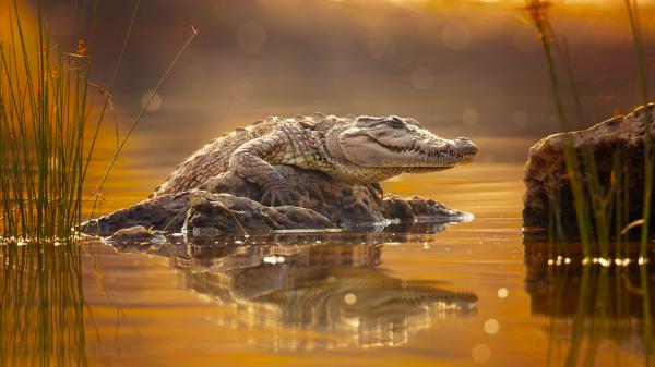 Free crocodile is standing on rock hd animals wallpaper download