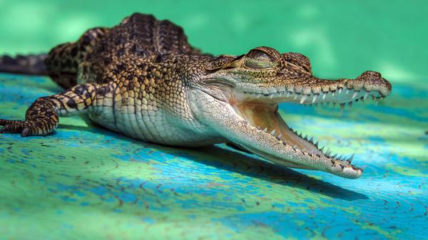 Free crocodile with sharp teeths hd animals wallpaper download