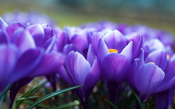 Free crocus flowers wallpaper download