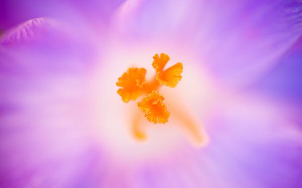 Free crocus heuffelianus flower wallpaper download