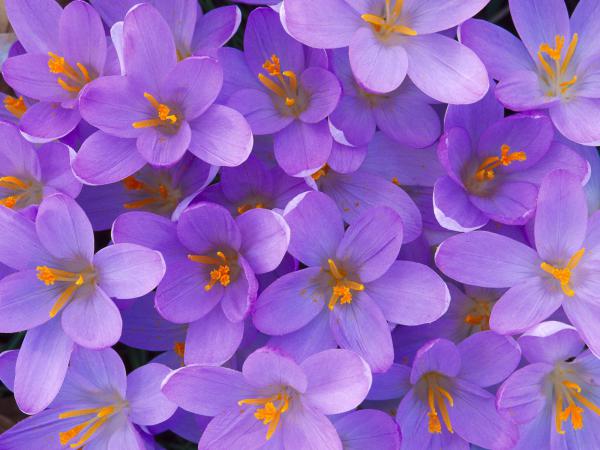 Free crocus shelbyville kentucky wallpaper download