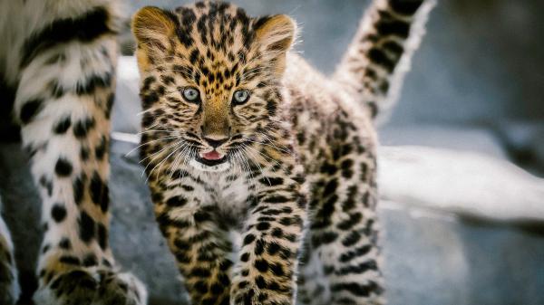 Free cub leopard hd animals wallpaper download