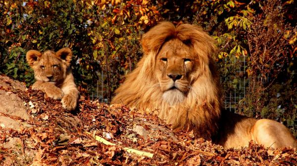 Free cub lion and lion with background of trees 4k hd lion wallpaper download