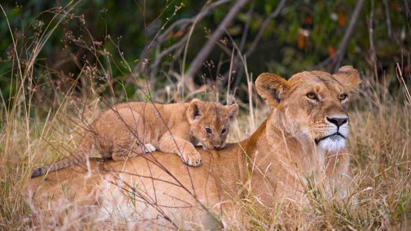 Free cub lion is sitting on big cat lion during daytime hd lion wallpaper download