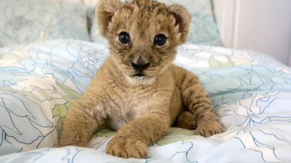 Free cub lion is sitting on couch hd lion wallpaper download