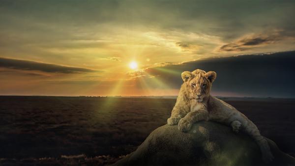 Free cub lion is sitting on stone with sunset background hd animals wallpaper download