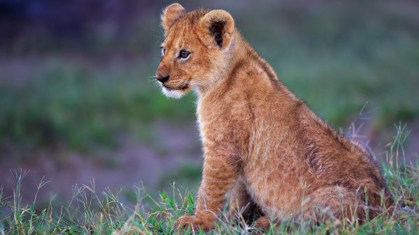 Free cub lion with blur background hd lion wallpaper download