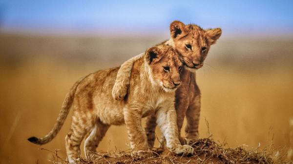 Free cub lions are hugging with blur background hd lion wallpaper download