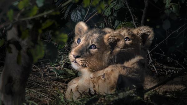 Free cub lions sitting in forest background of green trees hd lion wallpaper download