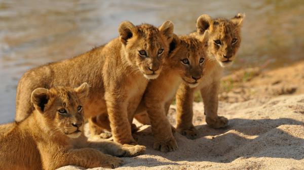 Free cub lions standing on sand with water background 4k hd lion wallpaper download