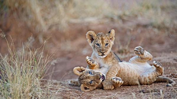 Free cub lions with blur background hd lion wallpaper download