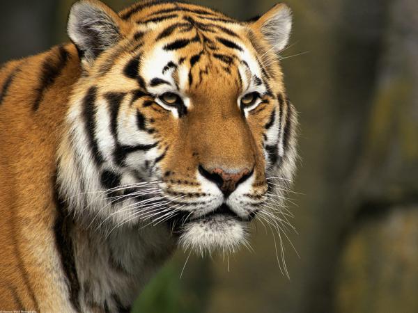 Free curious cat siberian tiger wallpaper download