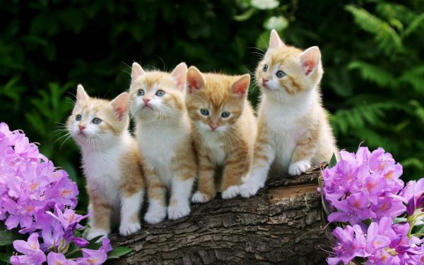 Free curious kittens wallpaper download