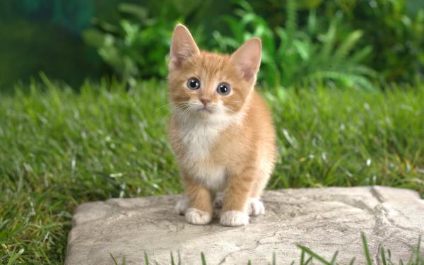 Free curious tabby kitten wallpaper download