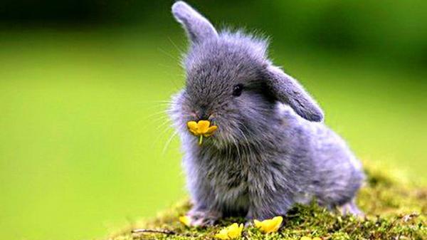 Free cute ash rabbit is having yellow flower in mouth sitting on grass in a blur background hd animals wallpaper download