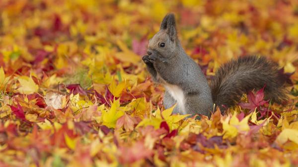 Free cute ash white squirrel is standing on colorful dry leaves hd animals wallpaper download