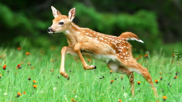 Free cute baby deer is running on green plants with flowers 4k hd deer wallpaper download