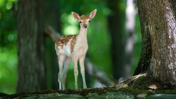 Free cute baby deer is standing near tree 4k 5k hd deer wallpaper download