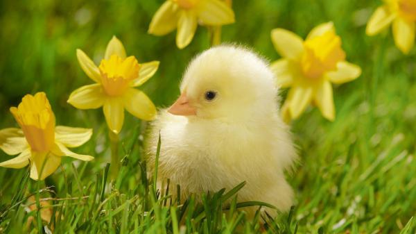 Free cute baby yellow chick is on green grass with yellow flower background hd animals wallpaper download