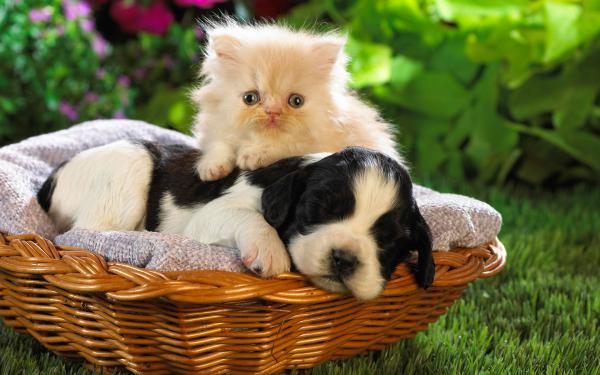 Free cute basket buddies wallpaper download