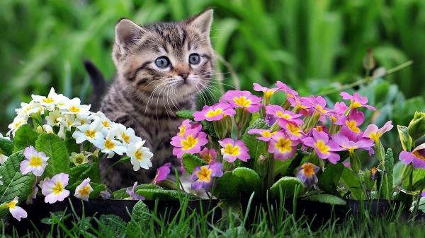 Free cute black and brown kitten is sitting on green grass near colorful flowers in green blur background hd animals wallpaper download