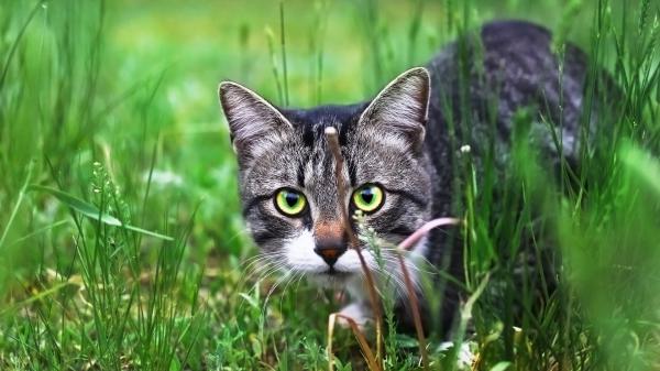 Free cute black kitten is walking on green grass with yellow eyes hd animals wallpaper download