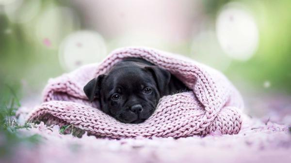 Free cute black puppy with shallow background hd animals wallpaper download