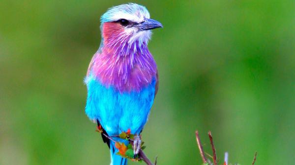 Free cute blue and purple bird is sitting on edge of tree branch in green background hd animals wallpaper download