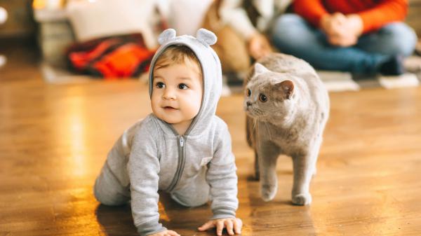 Free cute boy baby is crawling on floor wearing teddy bear dress near cat hd cute wallpaper download