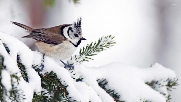 Free cute brown and white bird is sitting on snow in blur white background hd animals wallpaper download