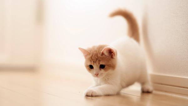 Free cute brown and white kitten hd kitten wallpaper download