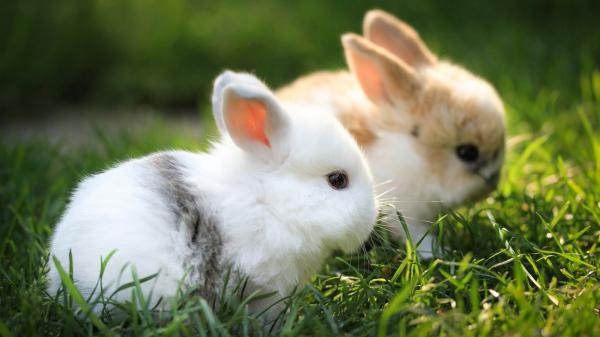 Free cute brown and white rabbits are sitting on green grass hd animals wallpaper download