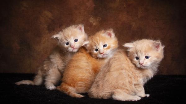 Free cute brown cats are sitting on floor in brown background hd kitten wallpaper download