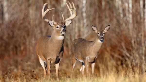 Free cute brown deers with shallow background of trees hd deer wallpaper download