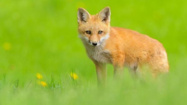 Free cute brown fox is standing on green grass with green background hd animals wallpaper download