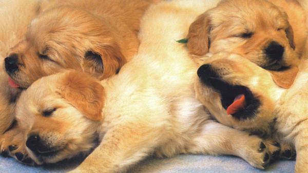 Free cute brown puppies are sleeping on floor hd animals wallpaper download