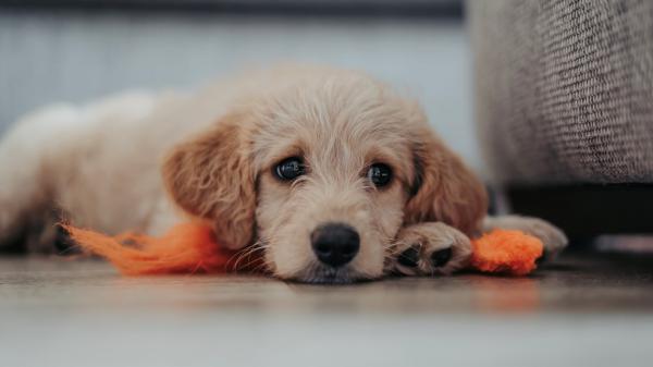 Free cute brown puppy is lying down on floor in blur white background hd animals wallpaper download