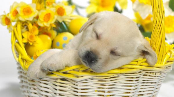 Free cute brown puppy is sleeping inside flower basket with flowers hd animals wallpaper download