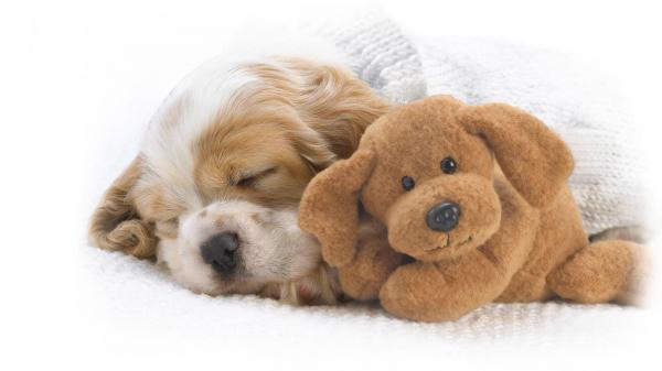 Free cute brown puppy is sleeping with teddy covered with white towel in white background hd animals wallpaper download