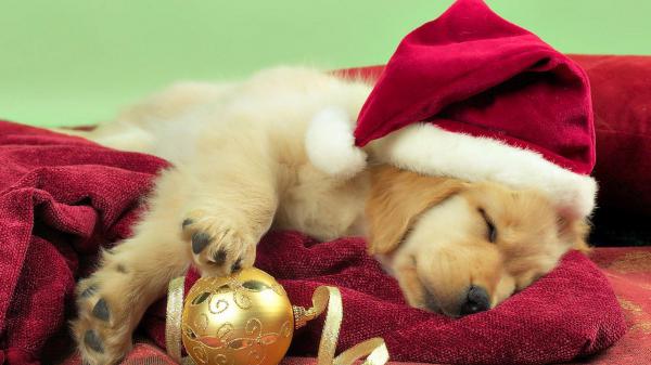 Free cute brown puppy is wearing santa cap sleeping on red towel in green blur background hd animals wallpaper download