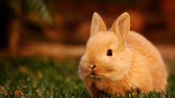 Free cute brown rabbit closeup photo in a blur background 4k hd animals wallpaper download