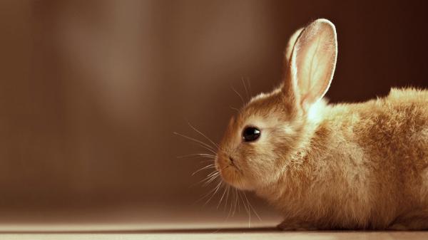 Free cute brown rabbit is lying down on floor with staring eyes in a brown background hd animals wallpaper download