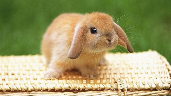 Free cute brown rabbit is sitting on top of bamboo bag in a green background hd animals wallpaper download